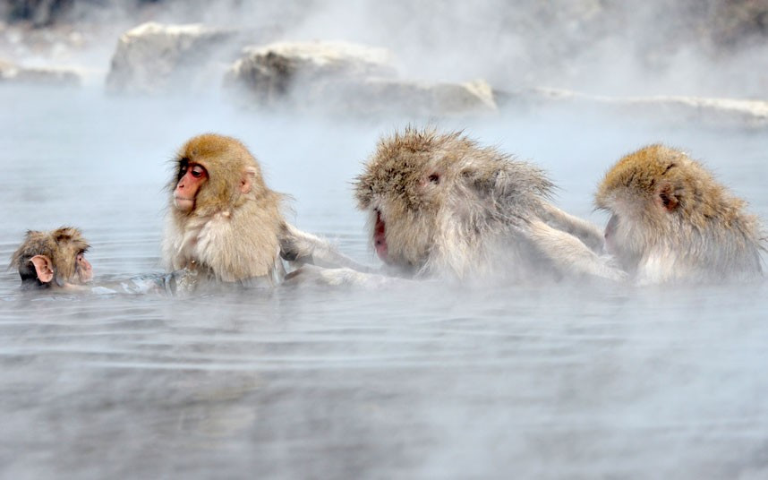 Ảnh động vật đẹp trong tuần ảnh 5 Japanese macaques, commonly referred to as snow monkeys, bathe in an open-air hot spring at the Jigokudani (Hell’s Valley) Monkey Park in Yamanouchi, Nagano prefecture, Japan