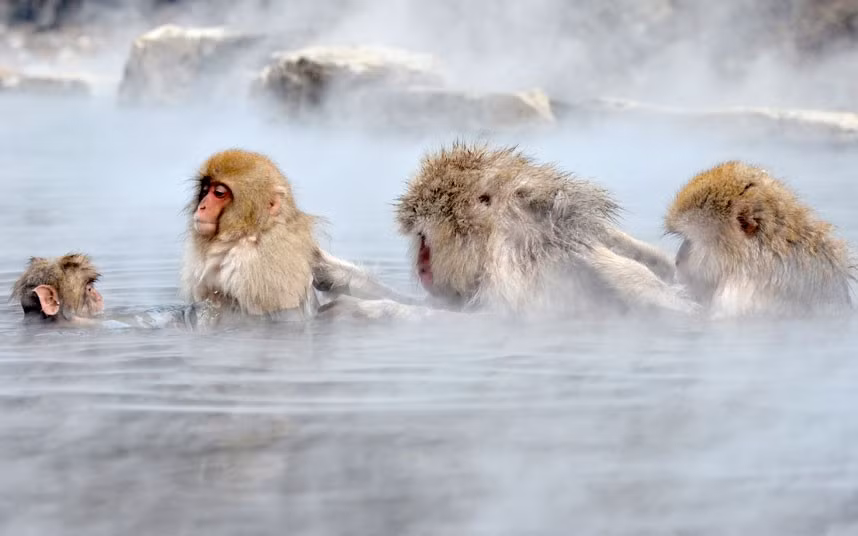 Japanese macaques, commonly referred to as snow monkeys, bathe in an open-air hot spring at the Jigokudani (Hell’s Valley) Monkey Park in Yamanouchi, Nagano prefecture, Japan
