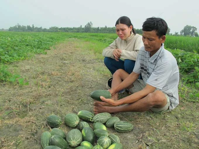 Trồng dưa gang ra... dưa lạ 