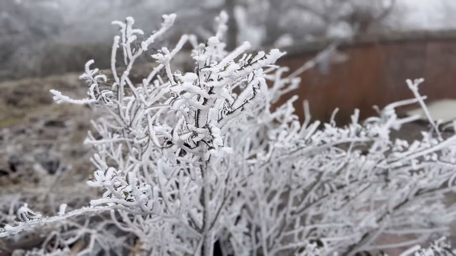 Thông tin một du khách cho biết, băng giá xuất hiện trên đỉnh Phia Oắc từ hôm qua, đến ngày 8/1, nhiệt độ xuống thấp nên xuất hiện tình trạng băng giá dày đặc. Ảnh: Cao Bằng hóng
