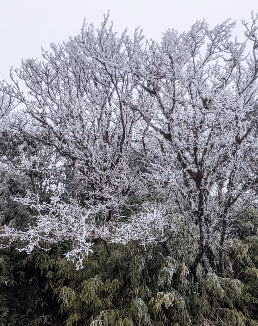 Chùm ảnh: Băng giá phủ trắng đỉnh Phia Oắc, Mẫu Sơn ảnh 2