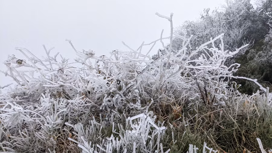 Trên đỉnh Phia Oắc (huyện Nguyên Bình, Cao Bằng), sáng ngày 8/1, băng giá xuất hiện với mật độ dày đặc. Cây cối bị bao phủ một màu trắng của băng giá. Ảnh: Cao Bằng hóng