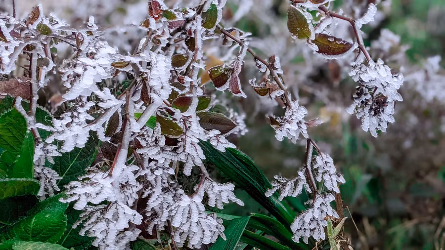 Đỉnh Phia Oắc có độ cao 1.931 m, được ví như "nóc nhà” phía Tây của tỉnh Cao Bằng. Băng giá xuất hiện dày đặc khiến nhiều du khách thích thú tìm đến để trải nghiệm. Ảnh: Cao Bằng hóng