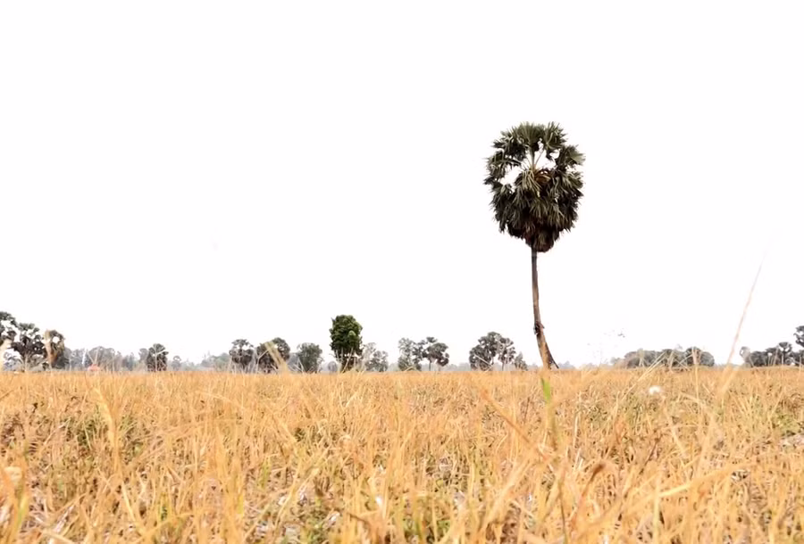 Chuyện lạ An Giang: Giếng nước tự nhiên giữa cánh đồng quanh năm cho nước ngọt - Ảnh 2.