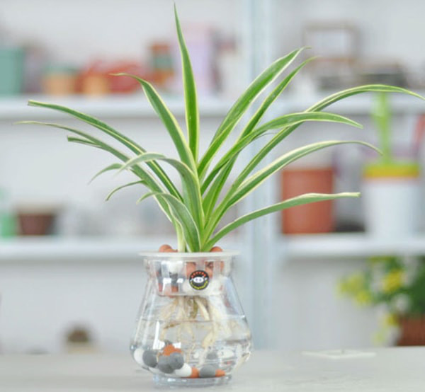 4 loại cây mà nhà nào cũng nên trồng ngay để hút mọi khí độc trong nhà - Ảnh 8.