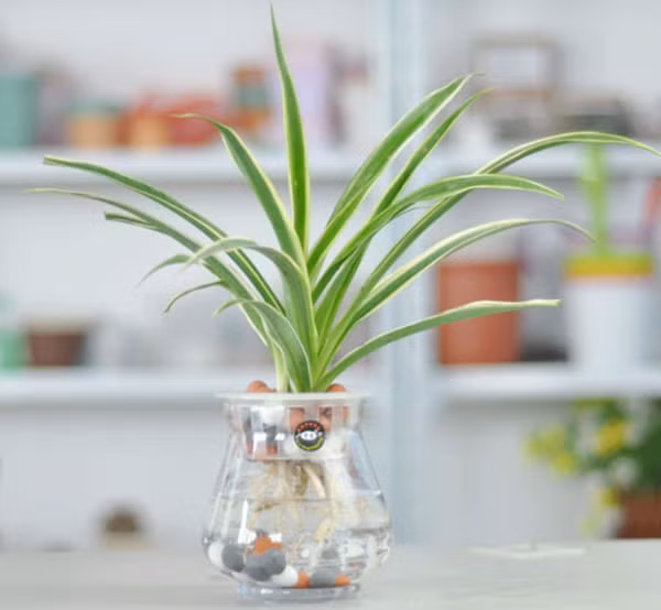 4 loại cây mà nhà nào cũng nên trồng ngay để hút mọi khí độc trong nhà - Ảnh 8.