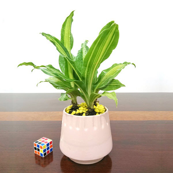 4 loại cây mà nhà nào cũng nên trồng ngay để hút mọi khí độc trong nhà - Ảnh 2.