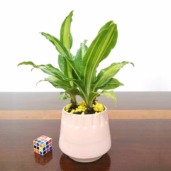 4 loại cây mà nhà nào cũng nên trồng ngay để hút mọi khí độc trong nhà - Ảnh 2.