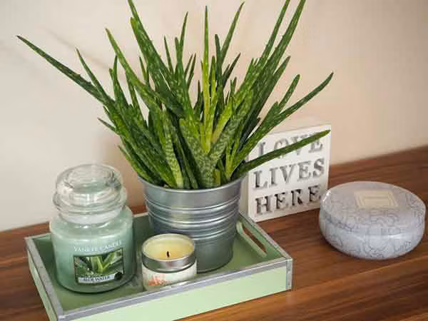 4 loại cây mà nhà nào cũng nên trồng ngay để hút mọi khí độc trong nhà - Ảnh 4.