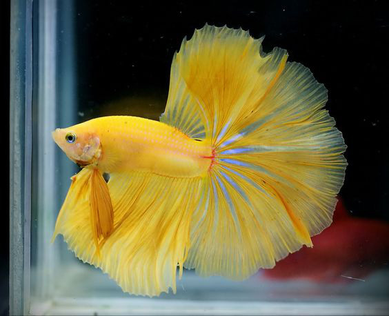 Nuôi 10 loài cá cảnh này trong nhà để tấn tài tấn lộc tiền ùa về như nước - Ảnh 1. Nuôi 10 loài cá cảnh này trong nhà để tấn tài tấn lộc tiền ùa về như nước - Ảnh 1.