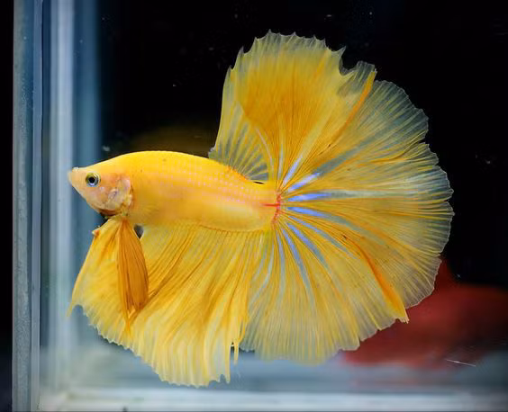 Nuôi 10 loài cá cảnh này trong nhà để tấn tài tấn lộc tiền ùa về như nước - Ảnh 1. Nuôi 10 loài cá cảnh này trong nhà để tấn tài tấn lộc tiền ùa về như nước - Ảnh 1.