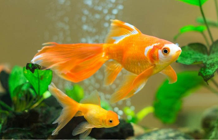 Nuôi 10 loài cá cảnh này trong nhà để tấn tài tấn lộc tiền ùa về như nước - Ảnh 3. Nuôi 10 loài cá cảnh này trong nhà để tấn tài tấn lộc tiền ùa về như nước - Ảnh 3.