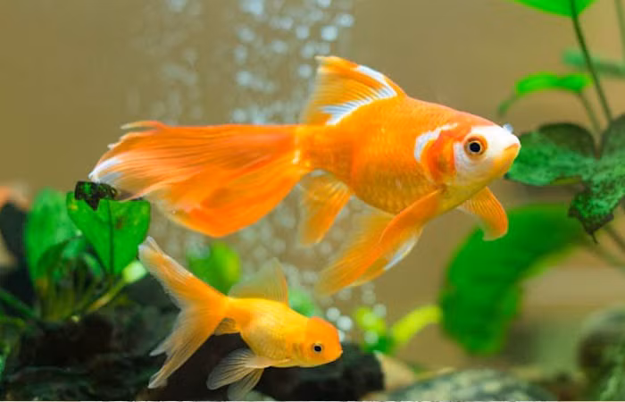 Nuôi 10 loài cá cảnh này trong nhà để tấn tài tấn lộc tiền ùa về như nước - Ảnh 3. Nuôi 10 loài cá cảnh này trong nhà để tấn tài tấn lộc tiền ùa về như nước - Ảnh 3.