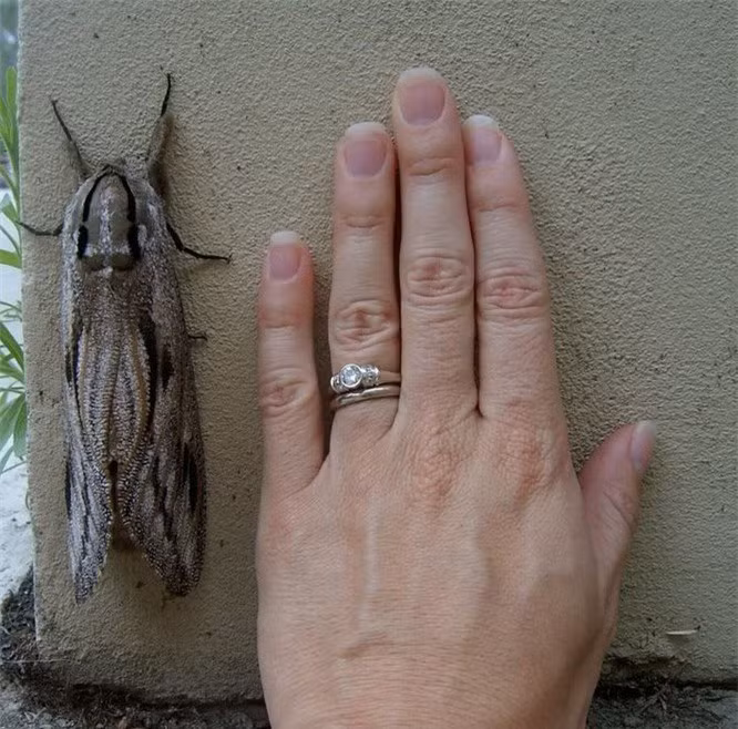 15 con vật kỳ dị nhưng có thật: Cá có cánh, sâu bướm đầu rồng, loài cá trông như "quái vật" - Ảnh 3.