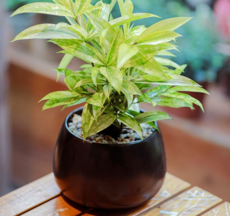 Chọn cây cảnh theo phong thủy để để bàn hợp mệnh phong thủy - Ảnh 12. Chọn cây cảnh theo phong thủy để để bàn hợp mệnh phong thủy - Ảnh 12.