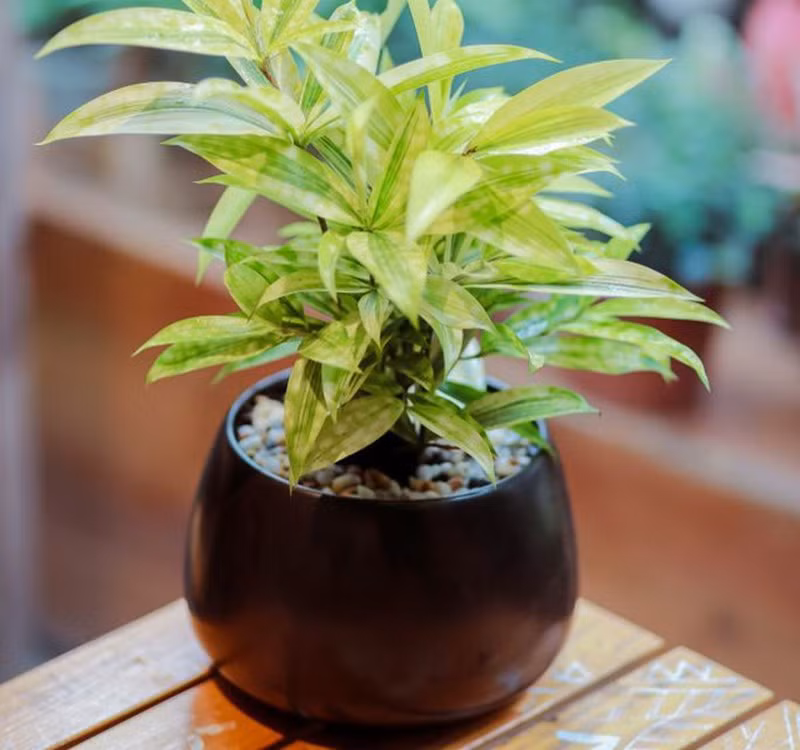 Chọn cây cảnh theo phong thủy để để bàn hợp mệnh phong thủy - Ảnh 12.