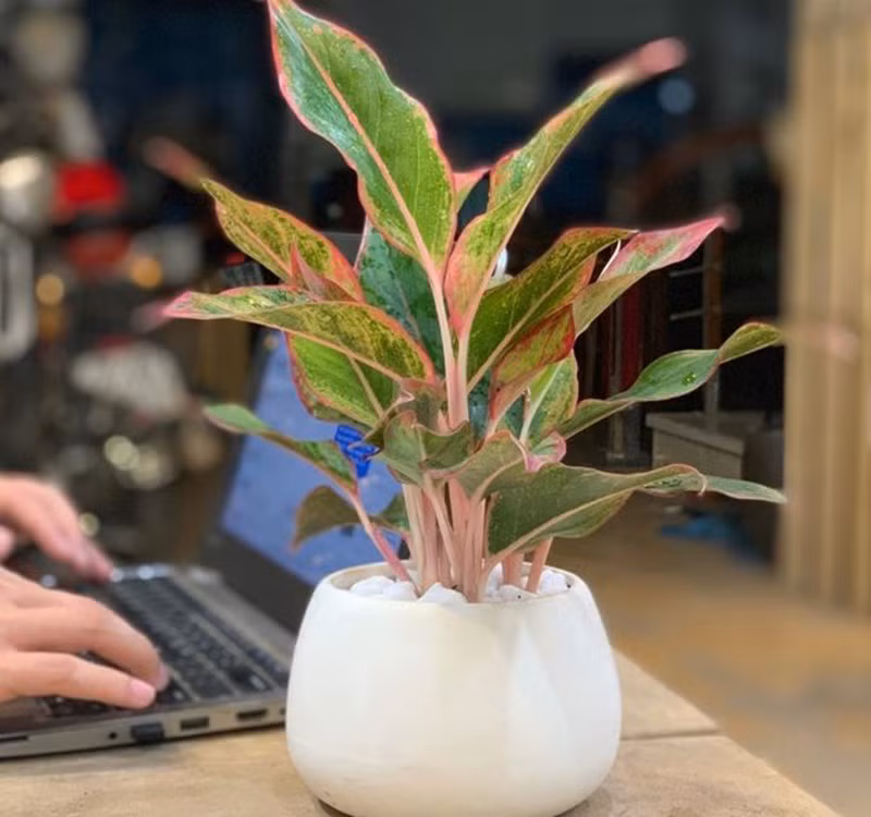 Chọn cây cảnh theo phong thủy để để bàn hợp mệnh phong thủy - Ảnh 7.