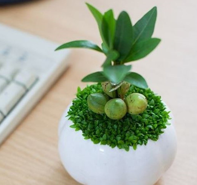 Chọn cây cảnh theo phong thủy để để bàn hợp mệnh phong thủy - Ảnh 8. Chọn cây cảnh theo phong thủy để để bàn hợp mệnh phong thủy - Ảnh 8.