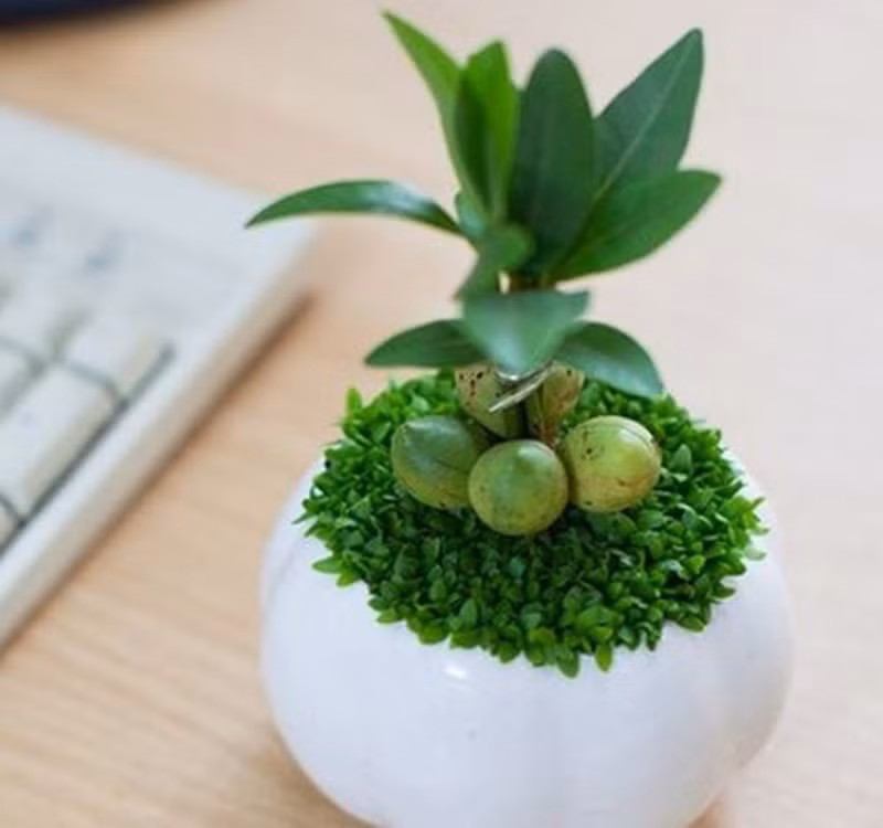 Chọn cây cảnh theo phong thủy để để bàn hợp mệnh phong thủy - Ảnh 8.