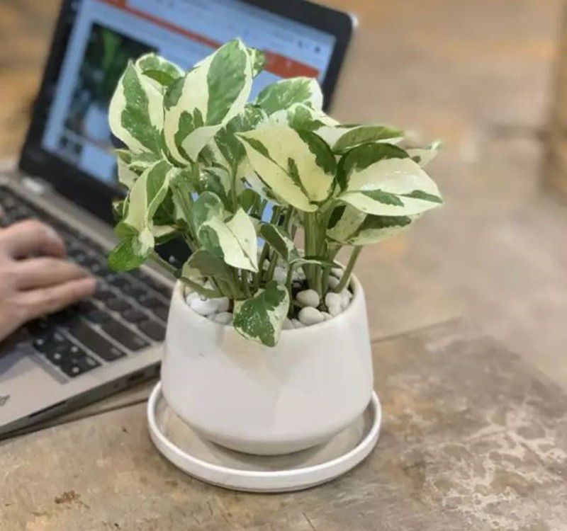 Chọn cây cảnh theo phong thủy để để bàn hợp mệnh phong thủy - Ảnh 16. Chọn cây cảnh theo phong thủy để để bàn hợp mệnh phong thủy - Ảnh 16.