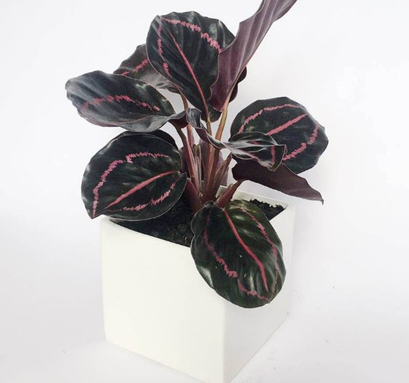 Chọn cây cảnh theo phong thủy để để bàn hợp mệnh phong thủy - Ảnh 22. Chọn cây cảnh theo phong thủy để để bàn hợp mệnh phong thủy - Ảnh 22.