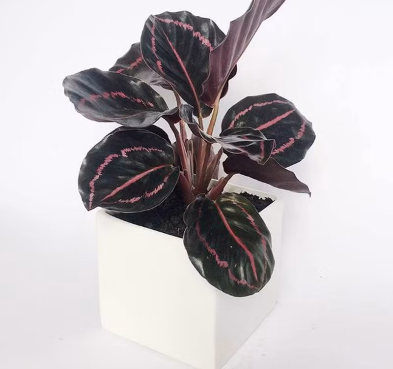 Chọn cây cảnh theo phong thủy để để bàn hợp mệnh phong thủy - Ảnh 22.