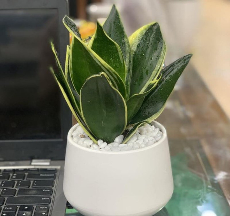 Chọn cây cảnh theo phong thủy để để bàn hợp mệnh phong thủy - Ảnh 14. Chọn cây cảnh theo phong thủy để để bàn hợp mệnh phong thủy - Ảnh 14.