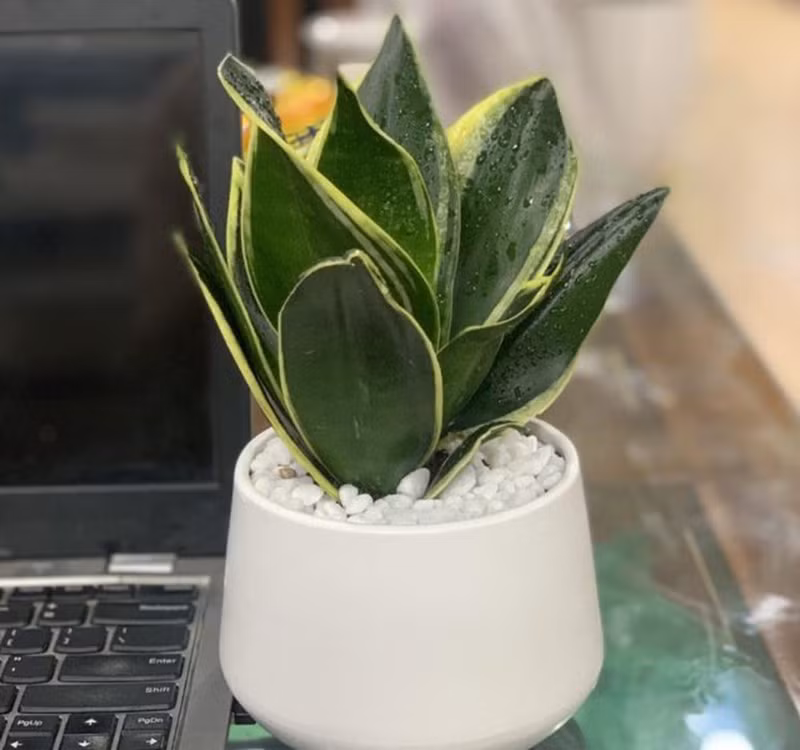 Chọn cây cảnh theo phong thủy để để bàn hợp mệnh phong thủy - Ảnh 14.