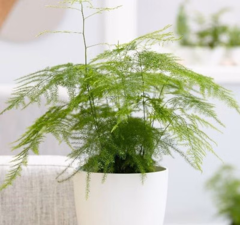 Chọn cây cảnh theo phong thủy để để bàn hợp mệnh phong thủy - Ảnh 24.