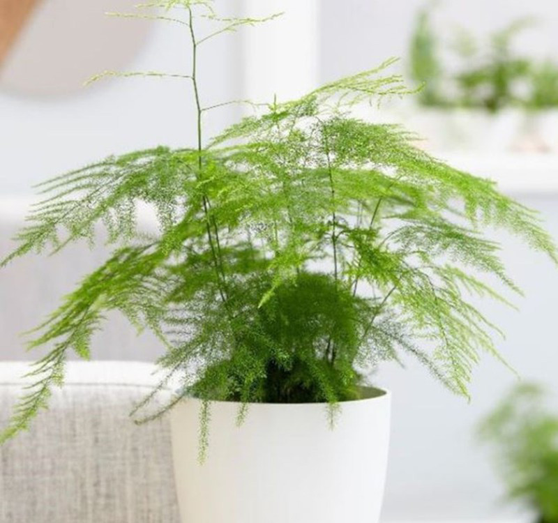 Chọn cây cảnh theo phong thủy để để bàn hợp mệnh phong thủy - Ảnh 24. Chọn cây cảnh theo phong thủy để để bàn hợp mệnh phong thủy - Ảnh 24.