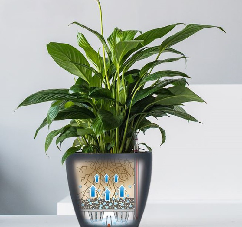 Chọn cây cảnh theo phong thủy để để bàn hợp mệnh phong thủy - Ảnh 10. Chọn cây cảnh theo phong thủy để để bàn hợp mệnh phong thủy - Ảnh 10.