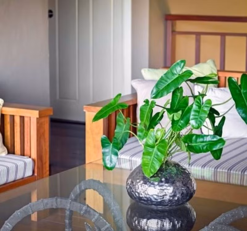 Chọn cây cảnh theo phong thủy để để bàn hợp mệnh phong thủy - Ảnh 11.