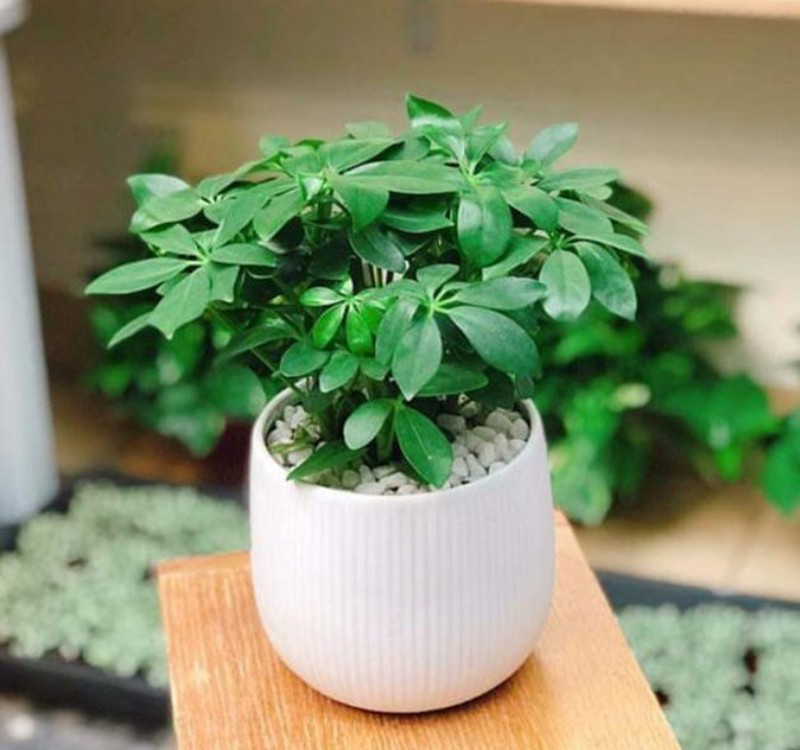 Chọn cây cảnh theo phong thủy để để bàn hợp mệnh phong thủy - Ảnh 18. Chọn cây cảnh theo phong thủy để để bàn hợp mệnh phong thủy - Ảnh 18.