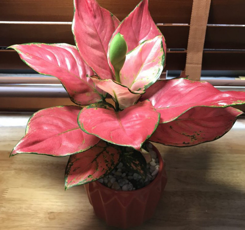 Chọn cây cảnh theo phong thủy để để bàn hợp mệnh phong thủy - Ảnh 20. Chọn cây cảnh theo phong thủy để để bàn hợp mệnh phong thủy - Ảnh 20.