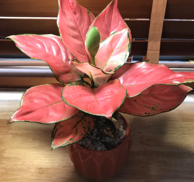 Chọn cây cảnh theo phong thủy để để bàn hợp mệnh phong thủy - Ảnh 20.