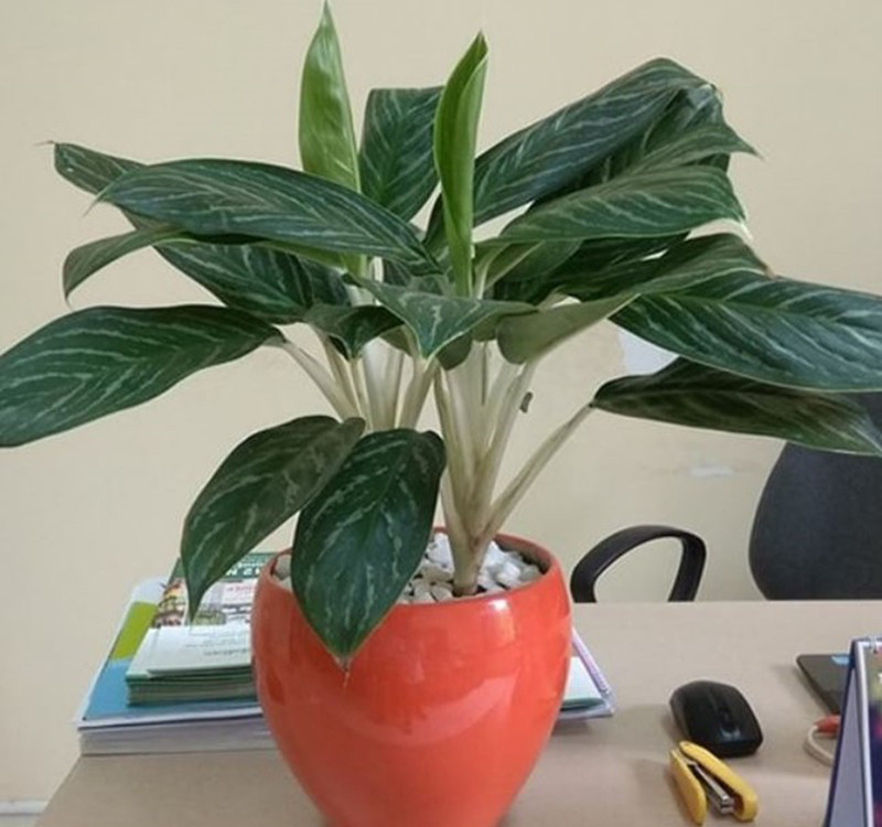 Chọn cây cảnh theo phong thủy để để bàn hợp mệnh phong thủy - Ảnh 15. Chọn cây cảnh theo phong thủy để để bàn hợp mệnh phong thủy - Ảnh 15.