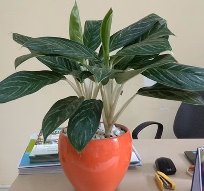 Chọn cây cảnh theo phong thủy để để bàn hợp mệnh phong thủy - Ảnh 15.