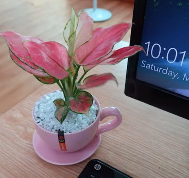 Chọn cây cảnh theo phong thủy để để bàn hợp mệnh phong thủy - Ảnh 5.