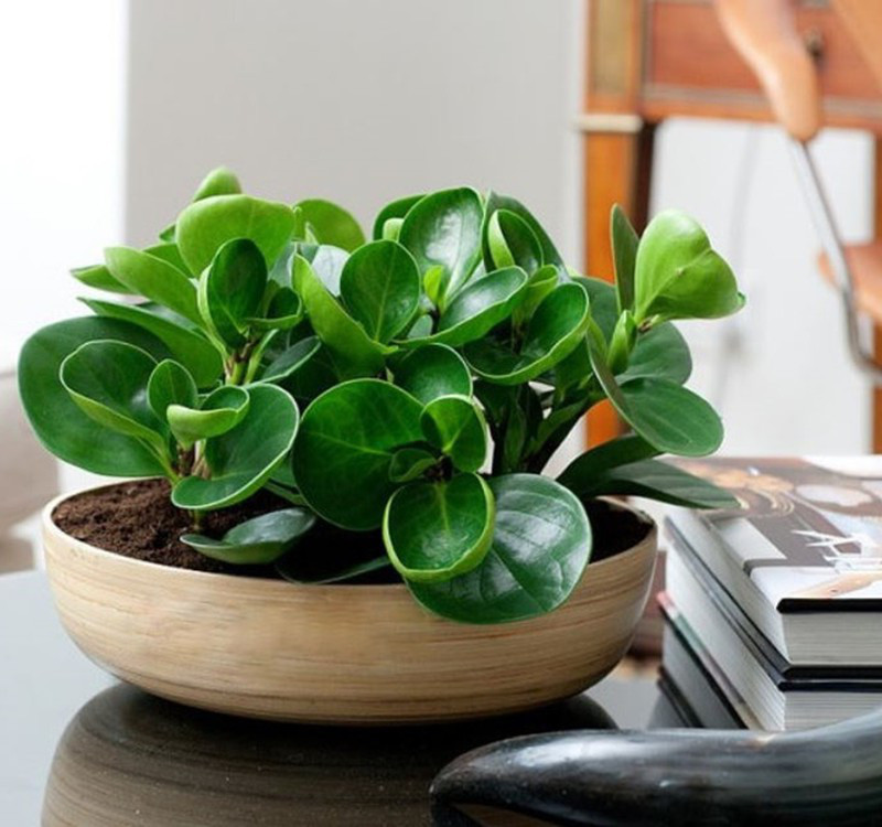 Chọn cây cảnh theo phong thủy để để bàn hợp mệnh phong thủy - Ảnh 6. Chọn cây cảnh theo phong thủy để để bàn hợp mệnh phong thủy - Ảnh 6.
