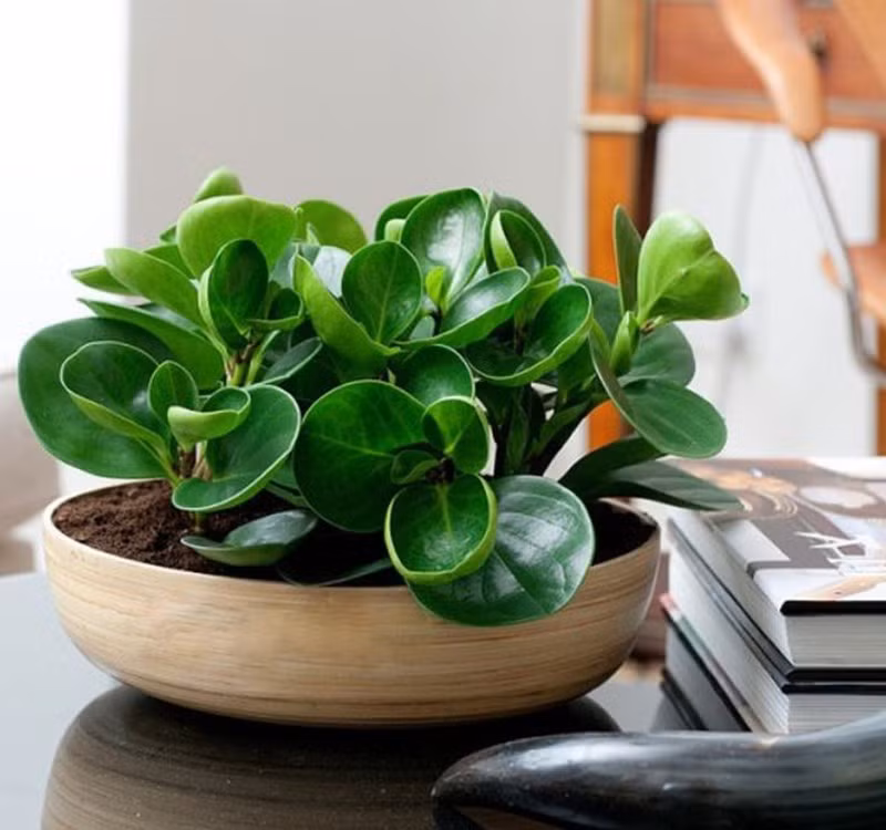 Chọn cây cảnh theo phong thủy để để bàn hợp mệnh phong thủy - Ảnh 6.