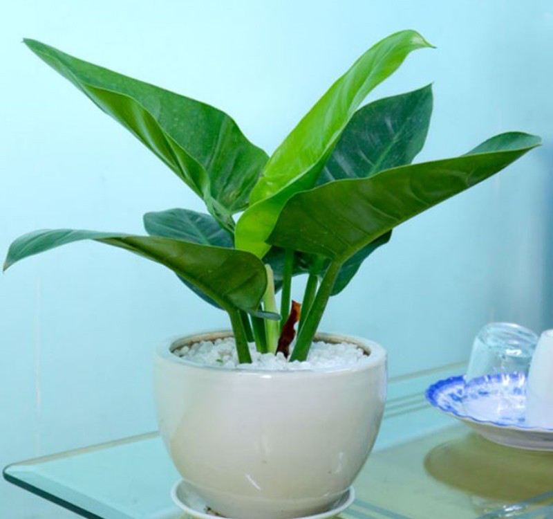 Chọn cây cảnh theo phong thủy để để bàn hợp mệnh phong thủy - Ảnh 17. Chọn cây cảnh theo phong thủy để để bàn hợp mệnh phong thủy - Ảnh 17.