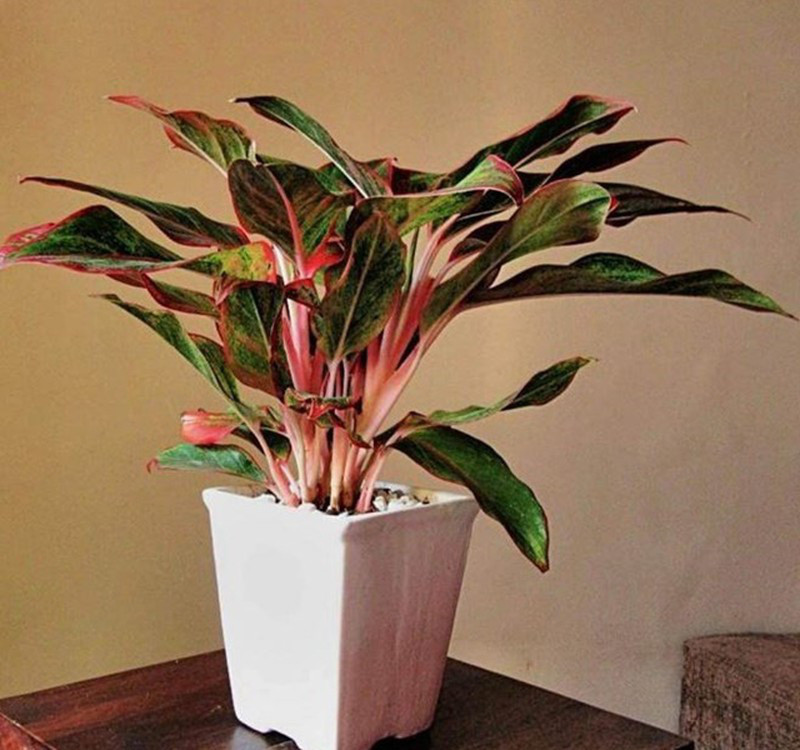 Chọn cây cảnh theo phong thủy để để bàn hợp mệnh phong thủy - Ảnh 21. Chọn cây cảnh theo phong thủy để để bàn hợp mệnh phong thủy - Ảnh 21.