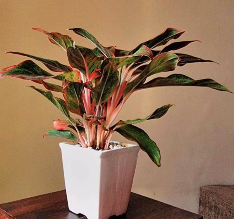 Chọn cây cảnh theo phong thủy để để bàn hợp mệnh phong thủy - Ảnh 21.