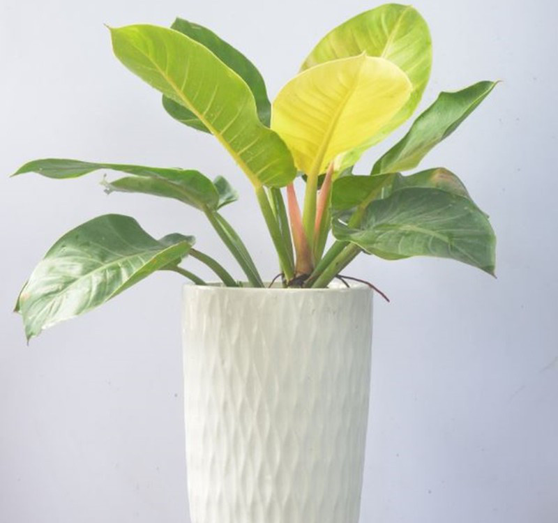 Chọn cây cảnh theo phong thủy để để bàn hợp mệnh phong thủy - Ảnh 27. Chọn cây cảnh theo phong thủy để để bàn hợp mệnh phong thủy - Ảnh 27.