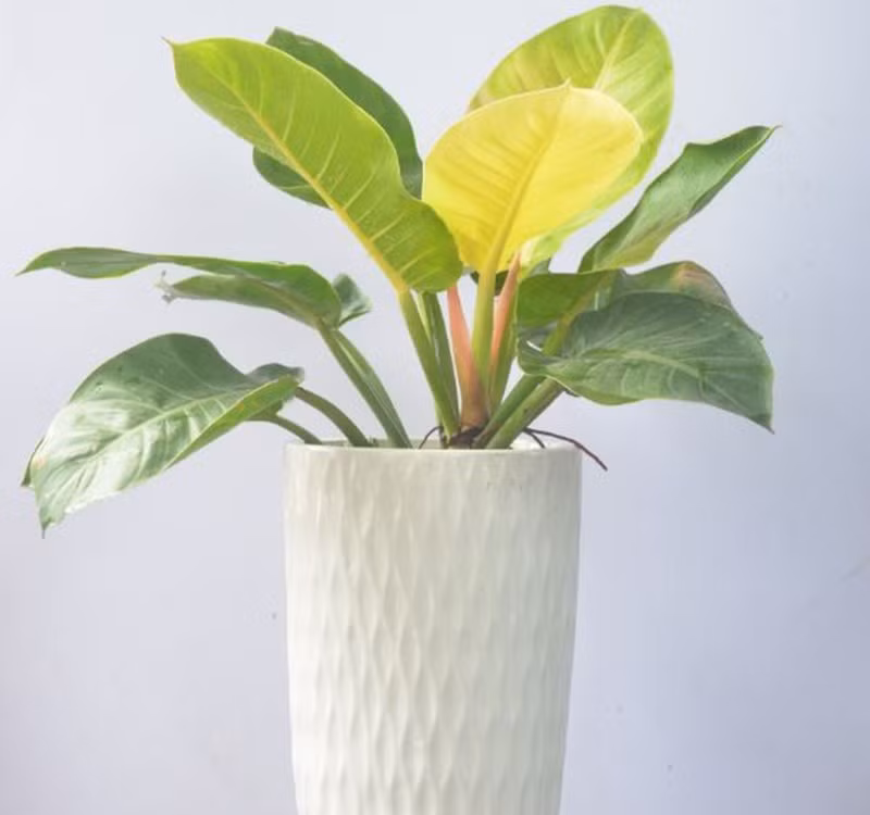 Chọn cây cảnh theo phong thủy để để bàn hợp mệnh phong thủy - Ảnh 27.