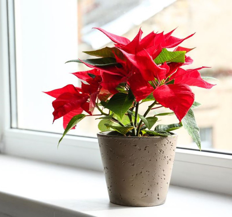 Chọn cây cảnh theo phong thủy để để bàn hợp mệnh phong thủy - Ảnh 28. Chọn cây cảnh theo phong thủy để để bàn hợp mệnh phong thủy - Ảnh 28.