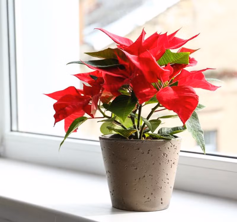 Chọn cây cảnh theo phong thủy để để bàn hợp mệnh phong thủy - Ảnh 28.