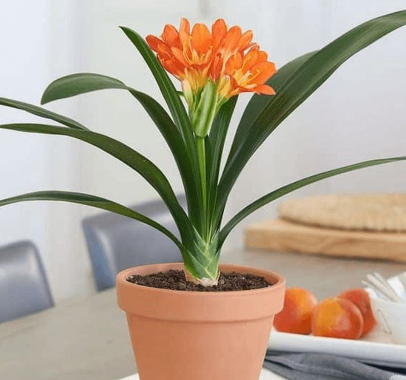 Chọn cây cảnh theo phong thủy để để bàn hợp mệnh phong thủy - Ảnh 9. Chọn cây cảnh theo phong thủy để để bàn hợp mệnh phong thủy - Ảnh 9.