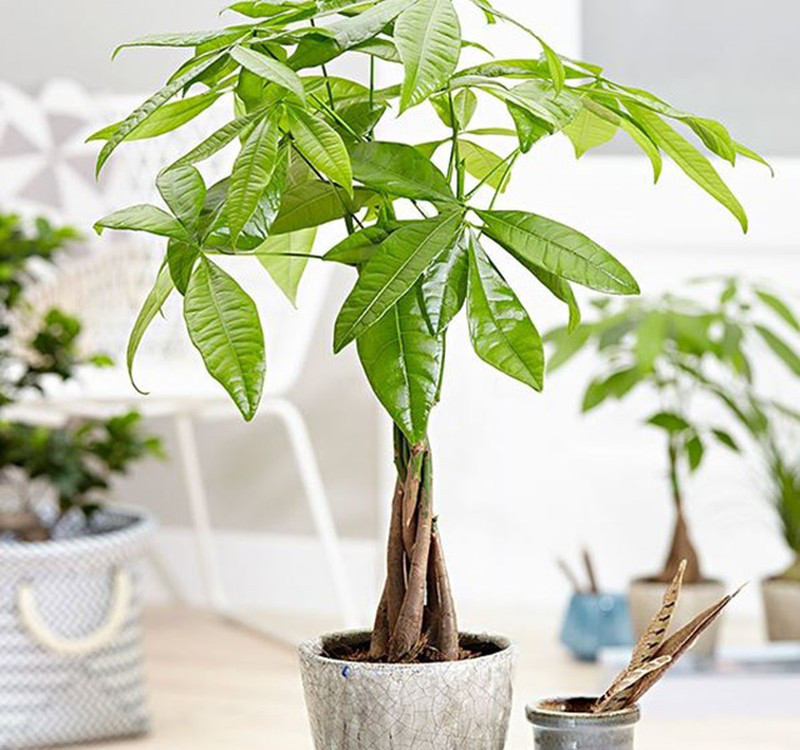 Chọn cây cảnh theo phong thủy để để bàn hợp mệnh phong thủy - Ảnh 13. Chọn cây cảnh theo phong thủy để để bàn hợp mệnh phong thủy - Ảnh 13.