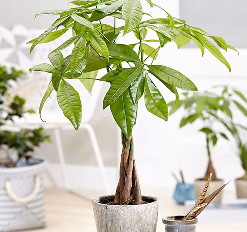 Chọn cây cảnh theo phong thủy để để bàn hợp mệnh phong thủy - Ảnh 13.